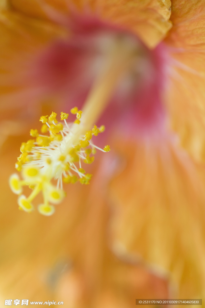 花蕊