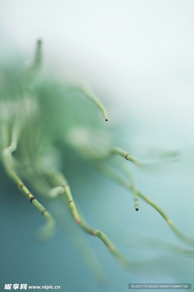 绿色植物