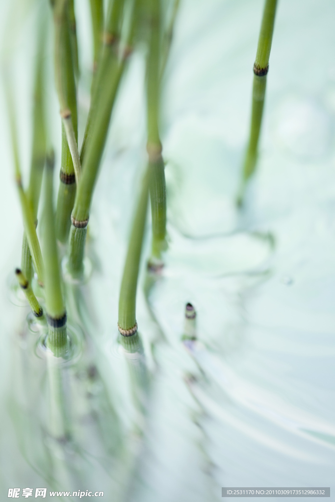 绿色植物