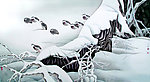 雪地鹌鹑