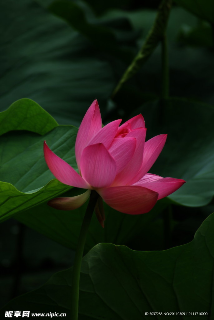 荷花