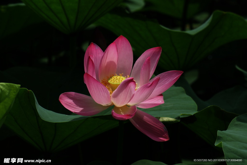 荷花