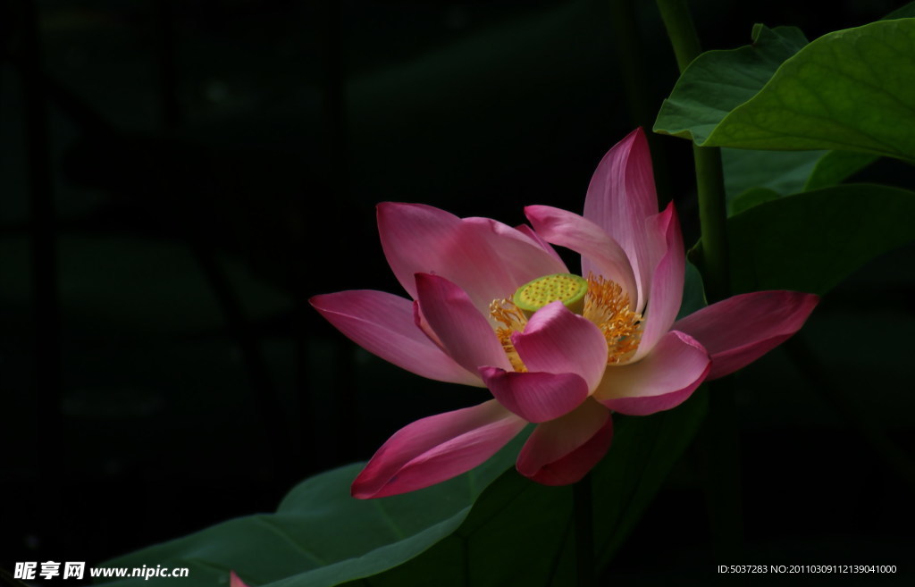 荷花