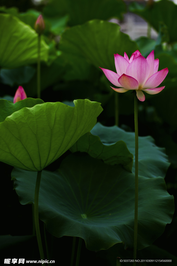 荷花