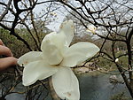 玉兰