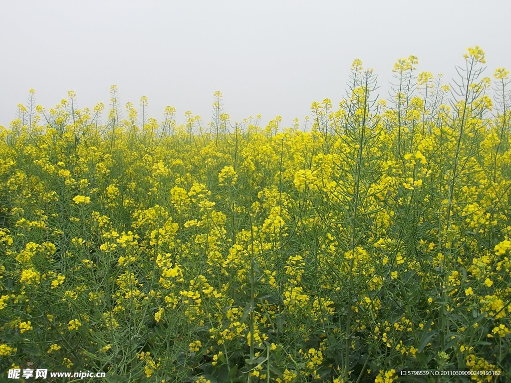 油菜花