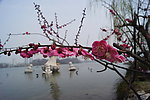 玄武湖梅花