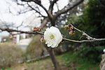 玄武湖梅花