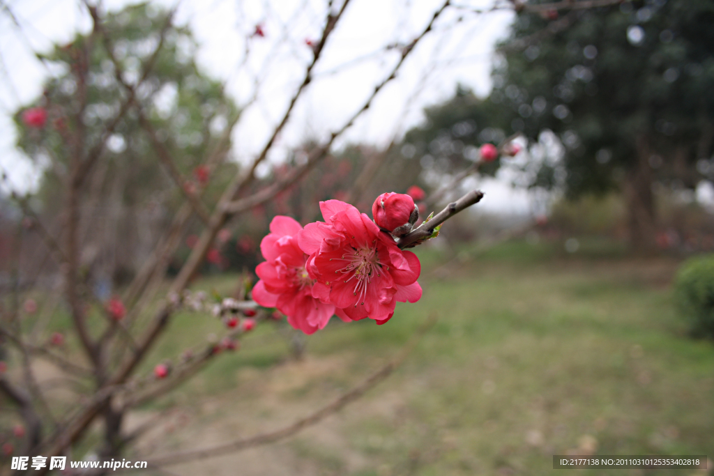 桃花