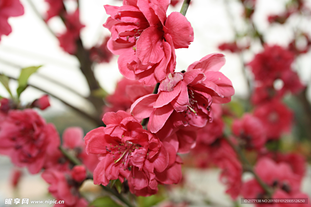 桃花