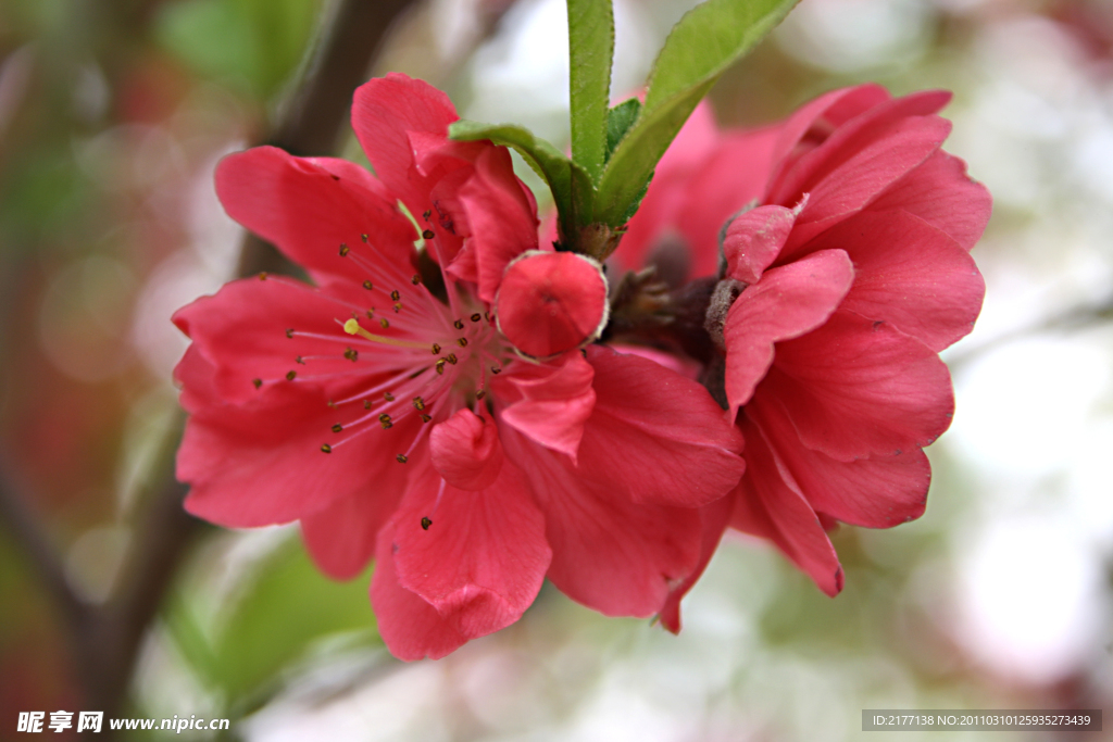 桃花