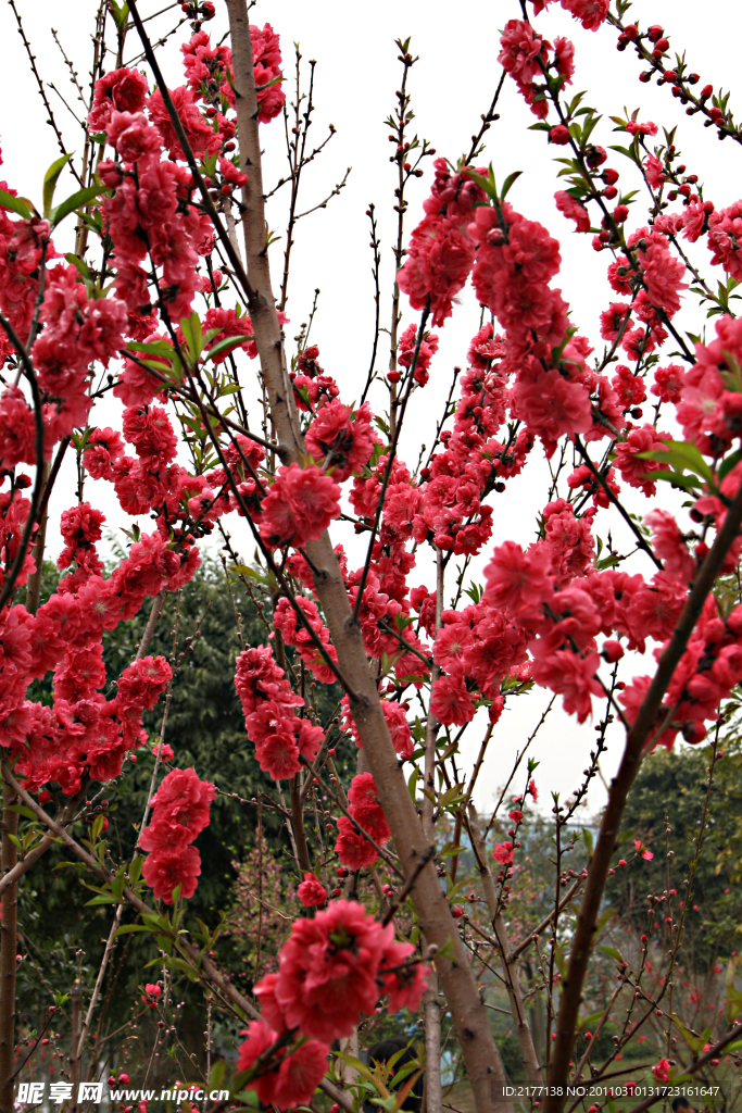 桃花