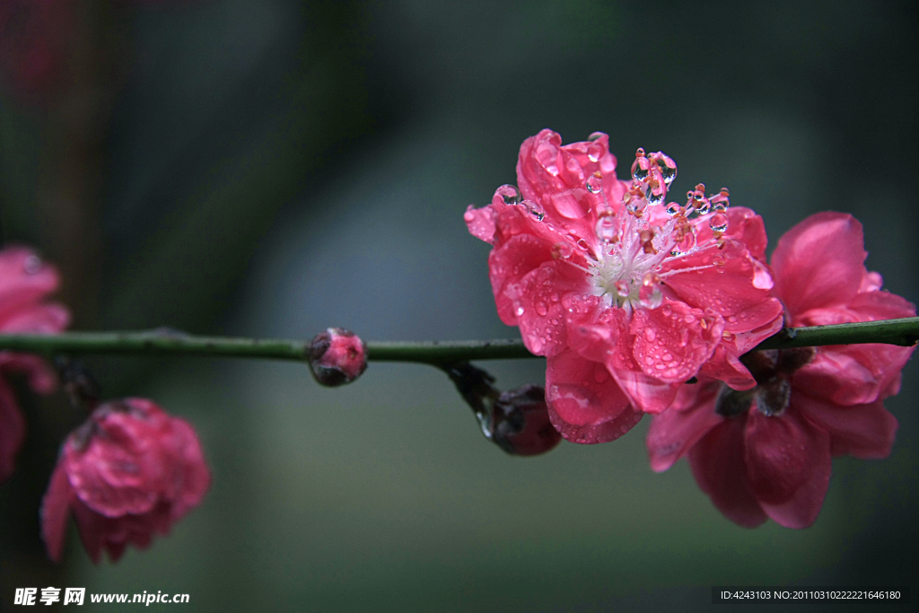 桃花
