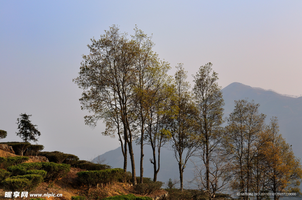 高山疏林