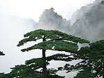 黄山 迎客松