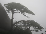 黄山迎客松