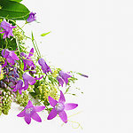 紫色喇叭花