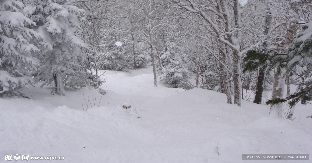 冬季松树林雪景