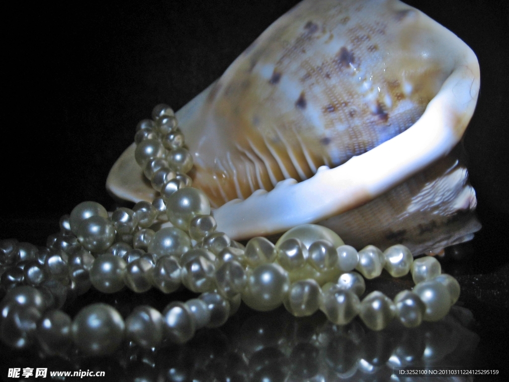 珍珠首饰海螺艺术摄影