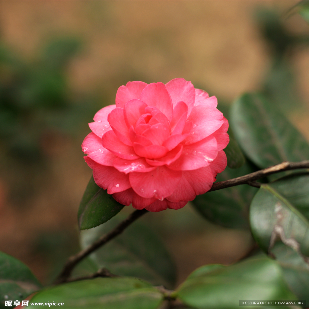 茶花