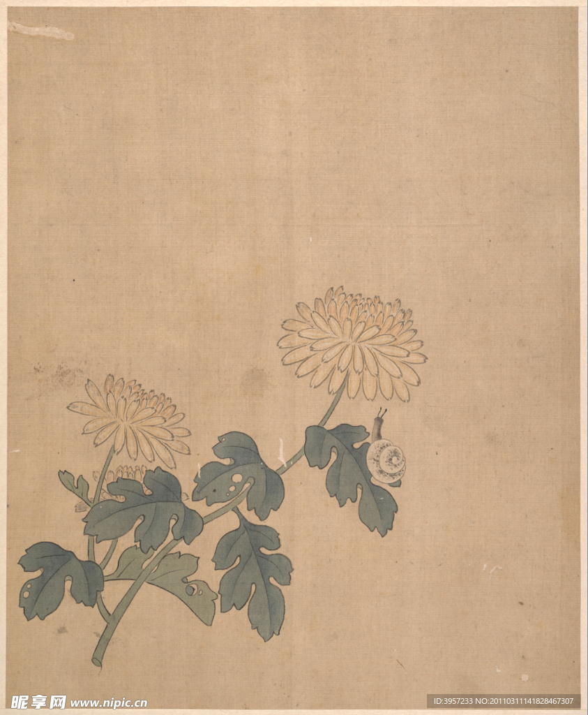 白菊蜗牛