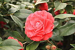 茶花