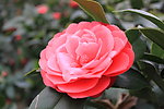 山茶花