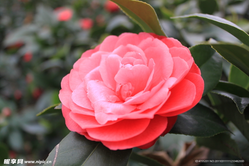 山茶花