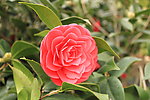 茶花