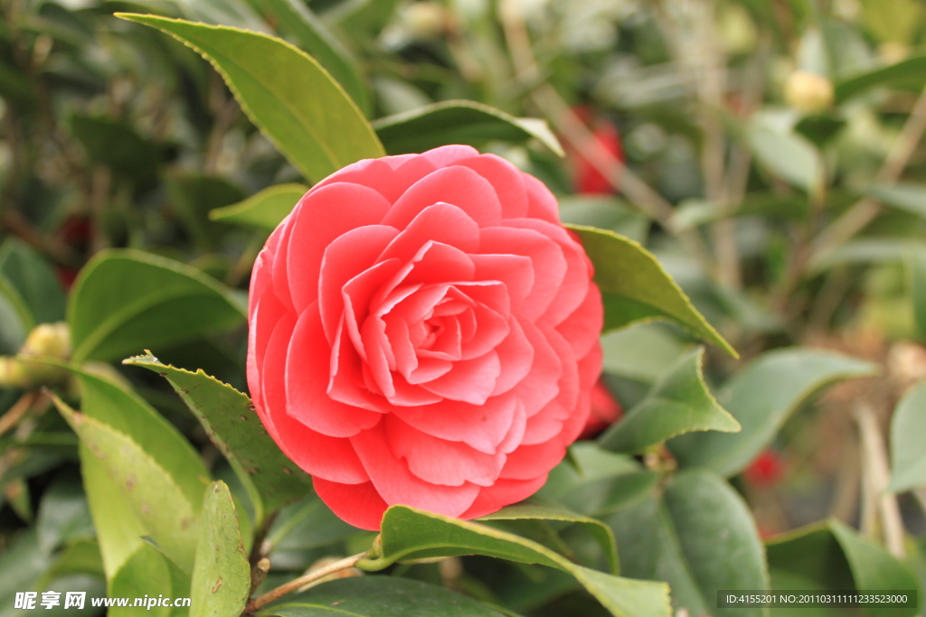 茶花