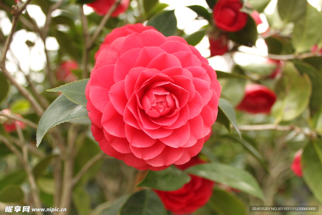 茶花