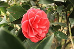 山茶花