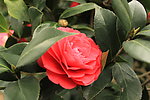 山茶花
