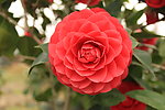 山茶花