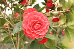 山茶花