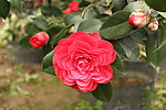 茶花