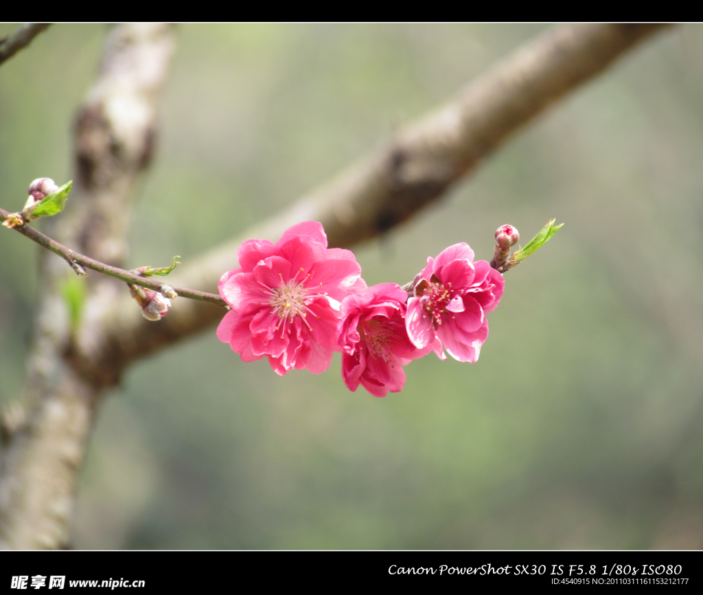 桃花