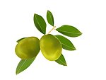 橄榄