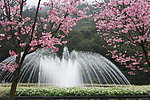阳明山樱花