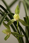 水仙花