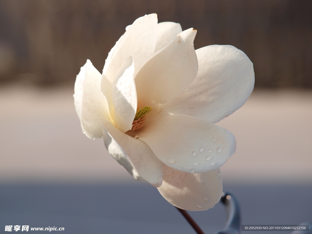 白玉兰花