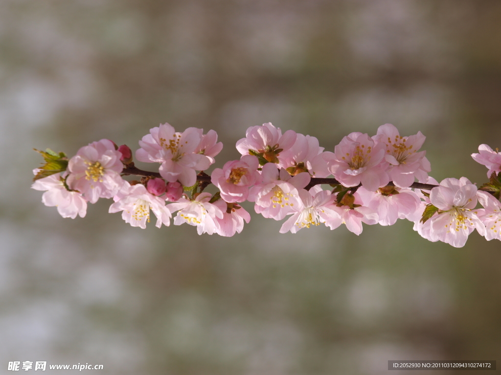 桃花