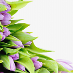 百合花