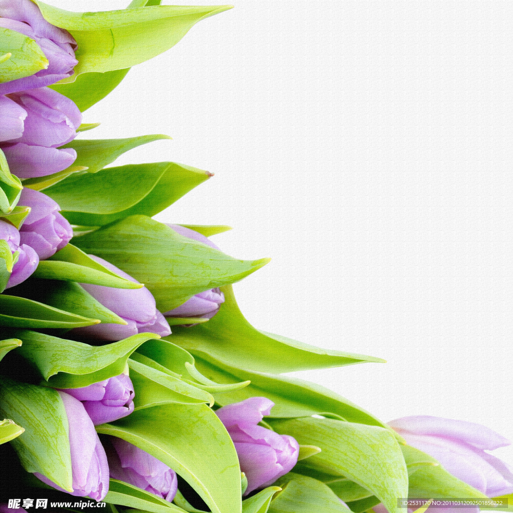百合花
