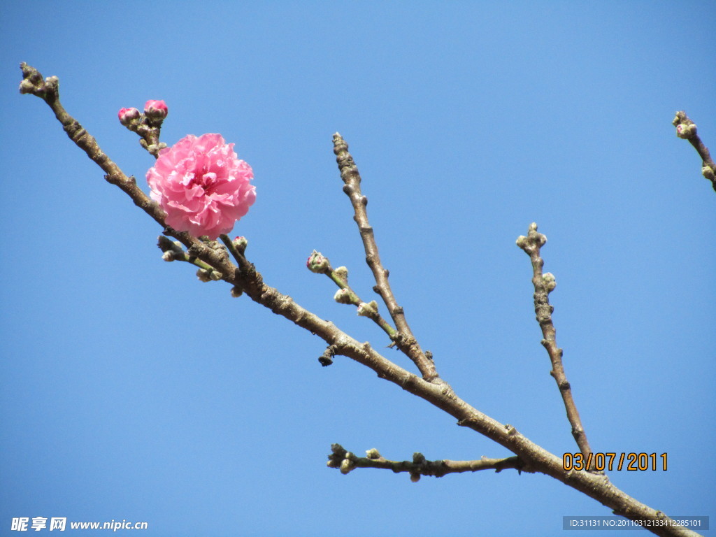 樱花