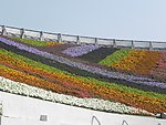 花卉