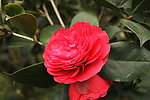 山茶花