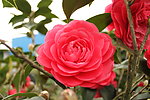 茶花