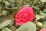山茶花