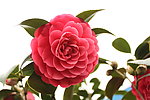 红山茶